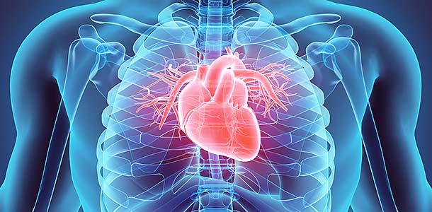 3D illustration of Heart, medical concept.